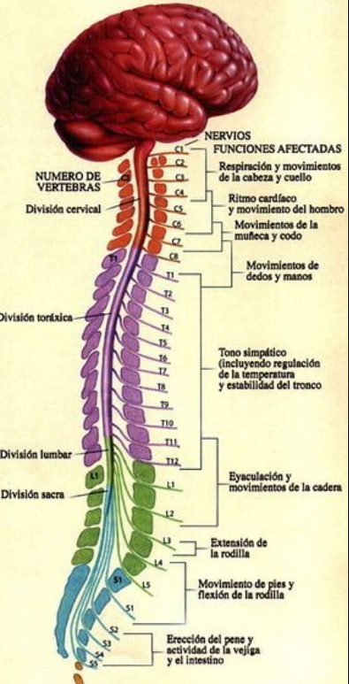 sistema-cerebro-espinal